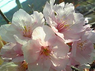 2008桜.JPG