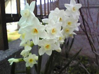 2008水仙.JPG