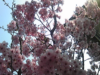 2011我が家の桜.jpg