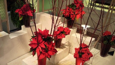 2012.12.13週の花.jpg