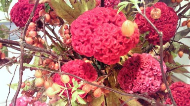 201210.04週の花アップ.jpg