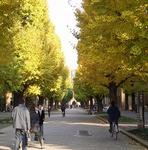 東大歩道.JPG