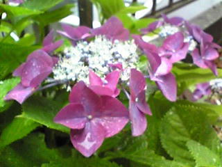 紫陽花.jpg