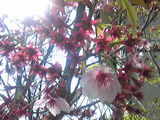 アメリカ桜散る2011春jpg.jpg