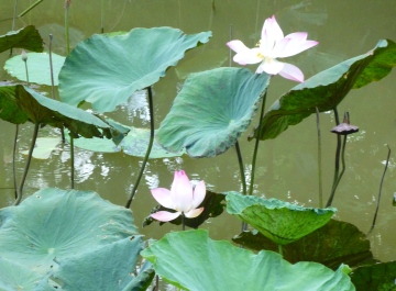 メコン川の蓮の花.jpg