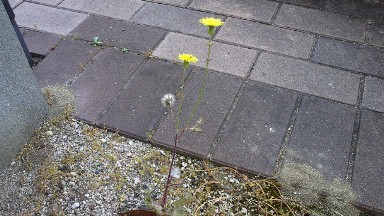 再び加わったタンポポの花.jpg