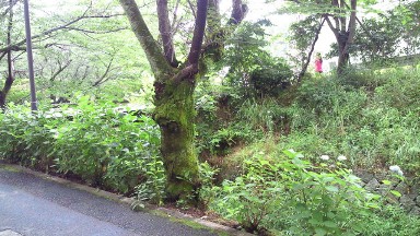 広島女学院大学の緑.jpg