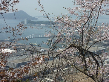 桜の黄金山から見た広島湾.jpg
