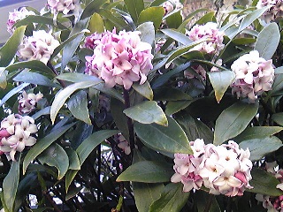沈丁花.jpg