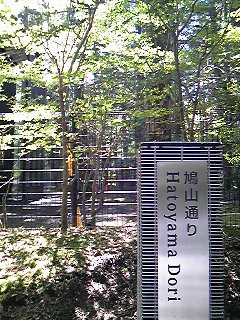 鳩山通り.jpg