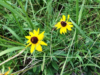 IMG_1043.JPG