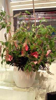 Jステーション花2011.07.21.jpg